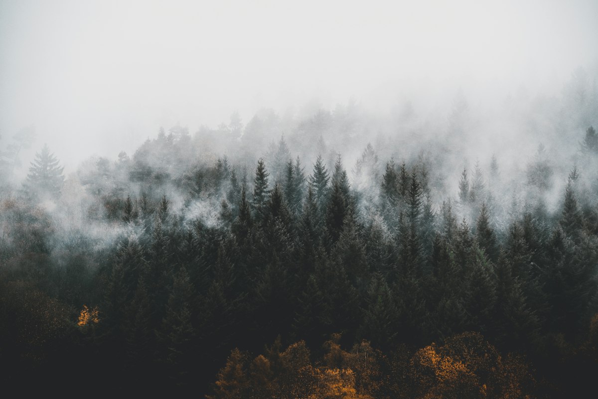 Fir trees in a fog-covered mountain forest